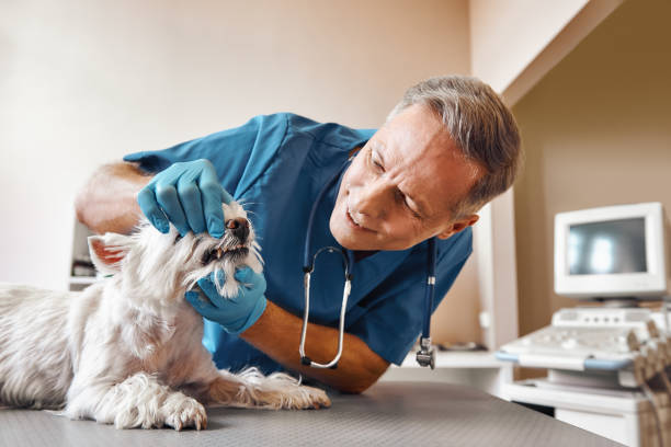 Best Dental Abscess Treatment in Lopezville, TX